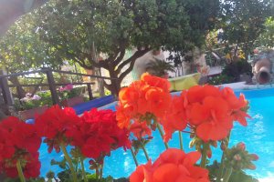 Giardino e piscina