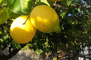 Giardino e piscina