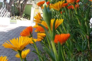 Giardino e piscina